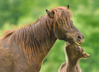 Obraz premium A cheeky small black brown foal ist playing with it`s dark mother, pinching and jumping in front of a green meadow