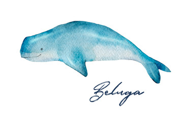 Watercolor illustration of a whale on a white background Realistic Beluga. Underwater wild animal.