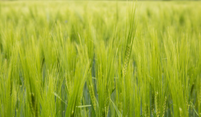 Barley field in sunset time. Barley grain is used for flour, barley bread, and animal fodder