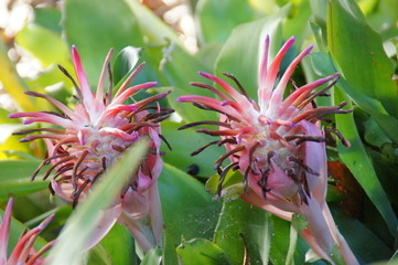 exotic flower growing in a botanical garden on the Spanish island of Tenerife on a summer warm...