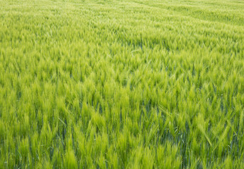 Barley field in sunset time. Barley grain is used for flour, barley bread, and animal fodder