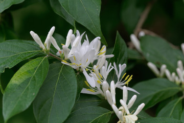 Flowers of an Amur honeysuckle, Lonicera maackii.