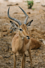 Naklejka na ściany i meble male impala antelope