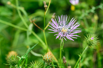 Single prickly flower thistle, symbol of scotland on the natural green background closeup.