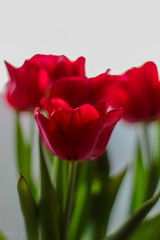 red tulip isolated