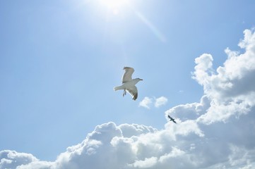 Seagull on North Sea Texel Island Netherlands