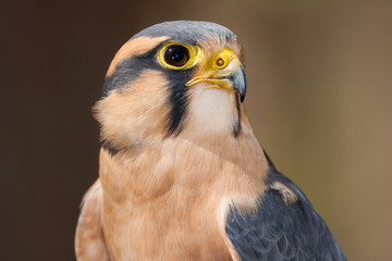 Aplomado Falcon