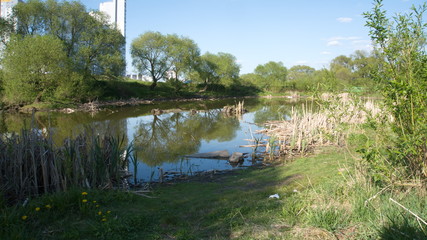 Swamp in the middle of the city. Abandoned Park