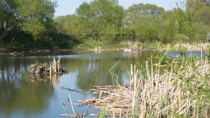 Small lake with crystal water and old trees, Plitvice Lakes National Park, Croatia