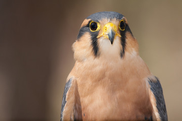 Aplomado Falcon