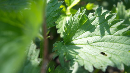 The nettle sheet is shot in the park at close range. Summer