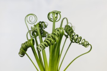Leaves of a corkscrew albuca, Albuca spiralis