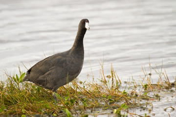 American Coot