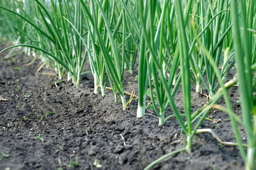growing green onion plantation in the vegetable garden