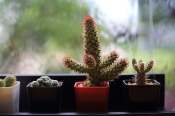 small cactus set in the room