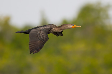 A cormorant in flight