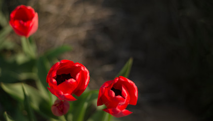 Obraz premium Red tulip in the flowerbed. In the garden