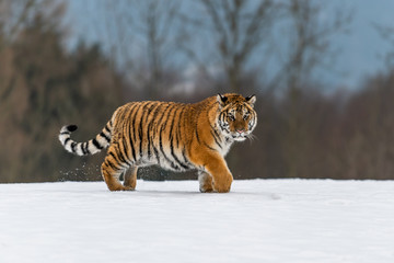 Siberian Tiger running in snow. Beautiful, dynamic and powerful photo of this majestic animal. Set in environment typical for this amazing animal. Birches and meadows
