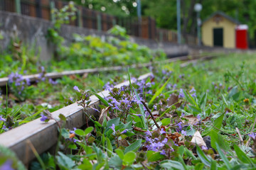 purple flowers nearby a railway