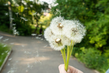 Bunch of dandelions, blowing and making a wish, happy childhood