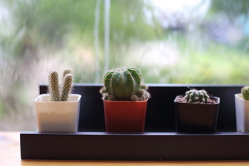 small cactus set in the room