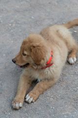 golden retriever puppy