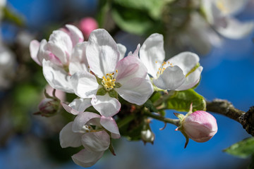 Apple tree (Malus domestica) blossoms