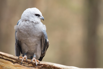 Mississippi Kite