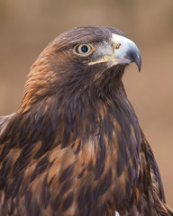 Golden Eagle