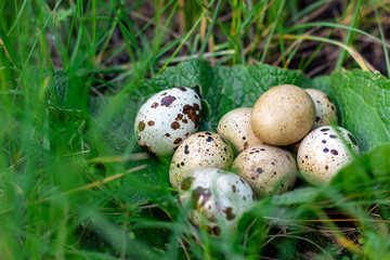Naklejka na ściany i meble quail eggs in green grass lie on a leaf