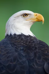Foto op Plexiglas American Bald Eagle © mattcuda