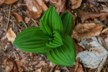 green plant on brown leaves