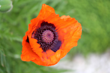 Mohn, Poppy