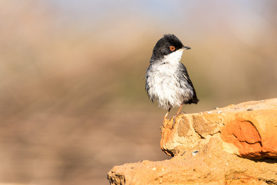 A Sardinian Warbler