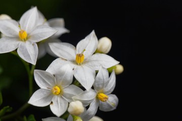 Fototapeta na wymiar Flowers of a jasmine nightshade, Solanum laxum