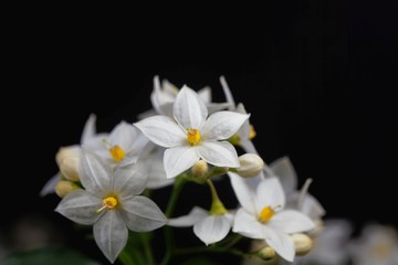 Naklejka na ściany i meble Flowers of a jasmine nightshade, Solanum laxum