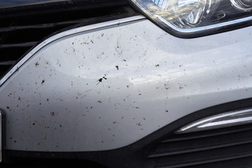 midges insects on the bumper and hood of the car