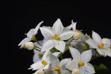 Obraz na płótnie Canvas Flowers of a jasmine nightshade, Solanum laxum