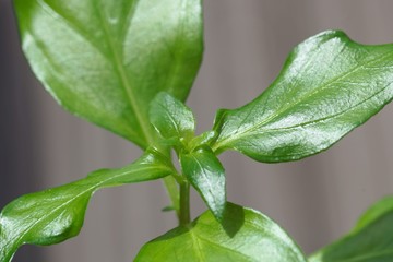 Leaves of a Mushroom plant, Rungia klossii