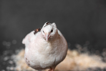 White spotted quail on a gray background with wooden shavings, closeup