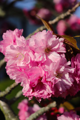 Japanese Cherry Blossom, full bloom, closeup, afternoon light
