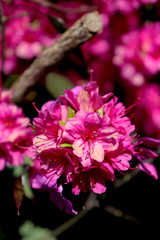 Azalea Hot Pink Close-up, full bloom, evening light
