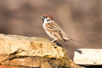 a tree sparrow
