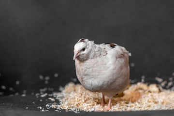 White spotted quail on a gray background, near a nest with quail eggs in wooden shavings