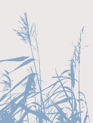 Simple Illustration with Silhouette of Water Grass. Pale Blue Hand Drawn Reed Isolated on a Light Gray Background. 