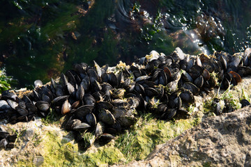 a flock of black sheep