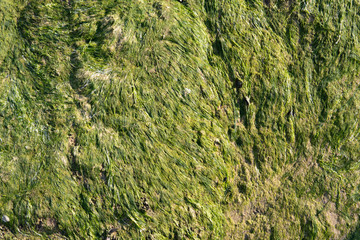 green moss background