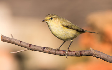 a chiffchaff