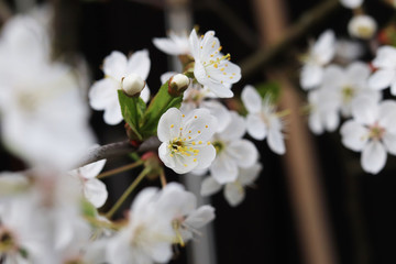 apple tree flowers  in spring