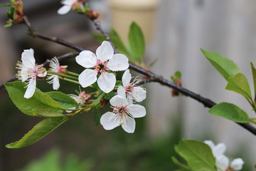 apple tree flowers  in spring